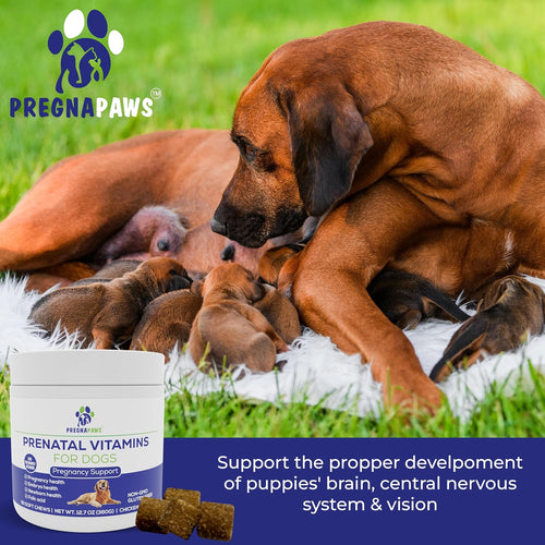Dog Prenatal Vitamins